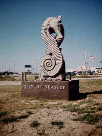 seahorse7