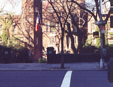 Fifth Ave. at zoo entrance, Phoebe's view as she crosses