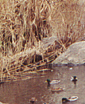 [ducks in lagoon]