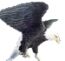 EAGLE-(Larger version of previous eagle avb.)