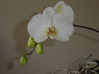 white phalenopsis orchid feb 2005