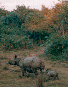 Mother rhino and baby.