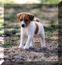 Outlaw Clyde , Jack Russell Puppy 6wks