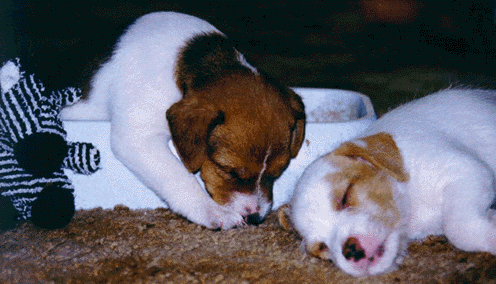 Sleepy Jack Russell Pups