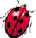 ladybug11