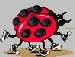 ladybug14