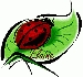 ladybug_E