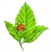 ladybugleaf