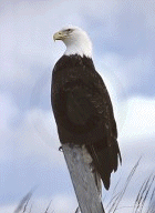 eagle.gif (17091 bytes)