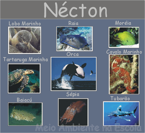 Exemplo da Fauna Nectônica