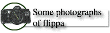 Some Photographs of Flippa