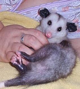Baby Opossum Age Chart