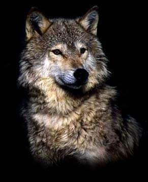 Wolf ©1999 elan michaels
