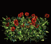 Flowers1.gif (152019 bytes)