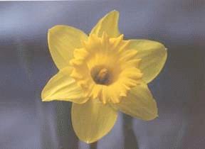 picture of yellow flower