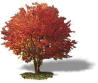 imagen árbol Maple Canadiense