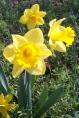 More daffodils