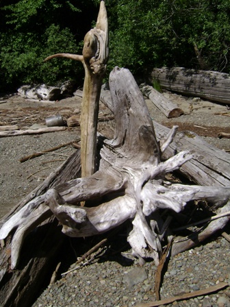 driftwood stump