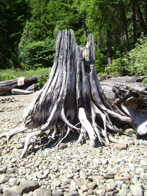 picture of a stump