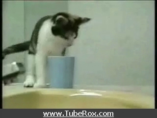 A video compilation of cats and kittens doing funny things. A video compilation of cats and kittens doing funny things. Size: 11138 KB. Views: 156,872 times.