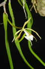 small orchid 5