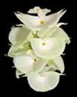 small_orchid 2