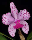 small_orchid 3