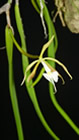 small_orchid 5