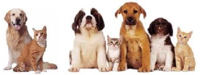 Banner image of pets