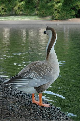 Goose at Alton Baker Park, Eugene