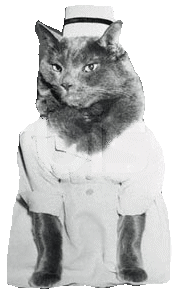 cat in nurse's uniform