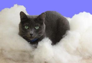 cat in cotton