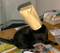 cat with bag on head