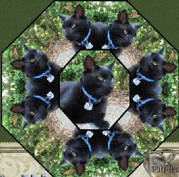 cat kaleidoscope