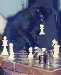 cat playing chess