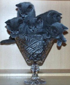glass full of kittens