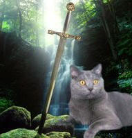 cat with Excalibur