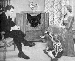 cat on television