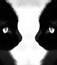 cat reflection