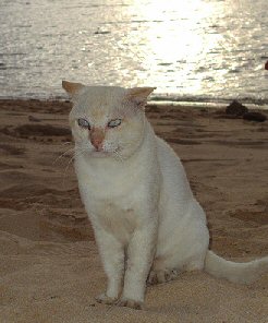 white cat on a beach