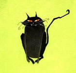 mischievous black cat