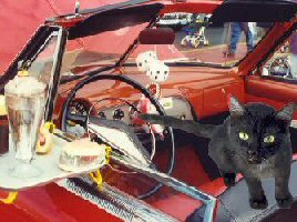 cat in red convertible