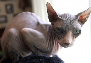 skinny, wrinkled, hairless cat