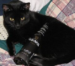 cat with bottle of Guinness