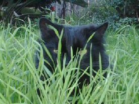 cat in grass