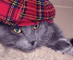 cat with plaid hat