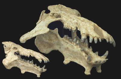 http://www.angelfire.com/mi/dinosaurs/images/casts/archaeotherium.jpg
