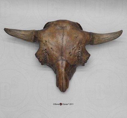 bison_antiquus_skull_bc-313.jpg