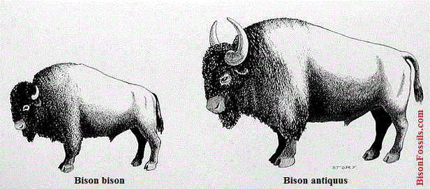 bison_comparison_2.gif