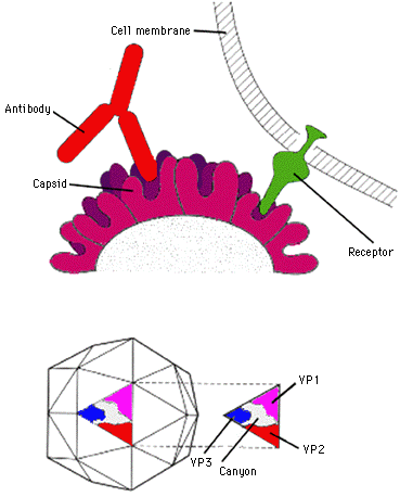Describe The Life Cycle Of An Enveloped Virulent Dna Animal Virus